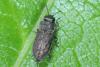 Anthaxia quadripunctata